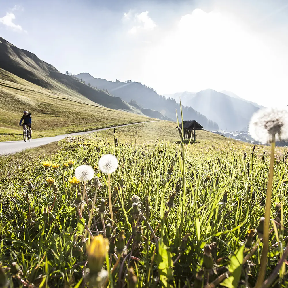 Ein Velofahrer fährt auf einer Bergstrasse in Samnaun bei strahlendem Sonnenschein am Löwenzahn vorbei.