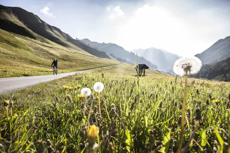 Ein Radfahrer fährt auf einer Bergstraße neben einer Wiese mit Löwenzahn im Sonnenlicht.