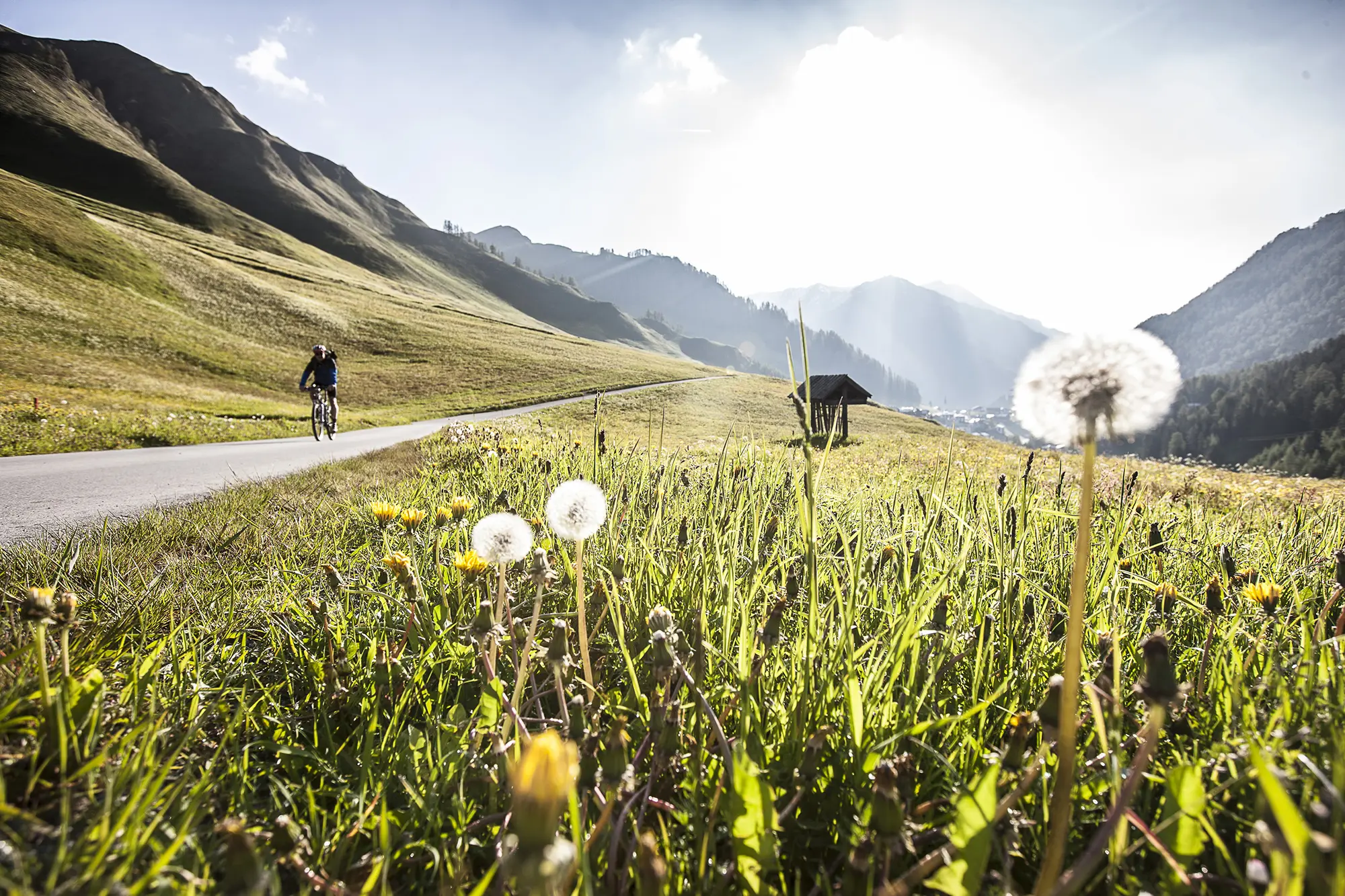 Ein Radfahrer fährt auf einer Bergstraße neben einer Wiese mit Löwenzahn im Sonnenlicht.